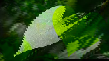 ACHEA Launches New Climate Strategy