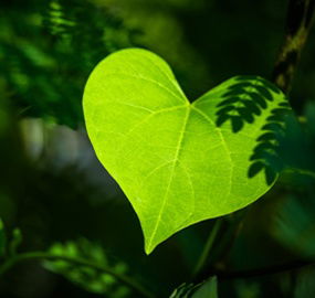 Urban Heat and Maternal Health Risk Mapping Program