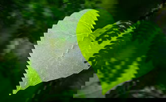 Mangrove Restoration for Health